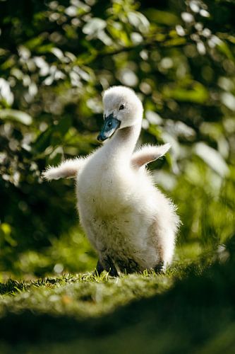 Kleine Flügel im Frühlingslicht von Dave Adriaanse - Photography
