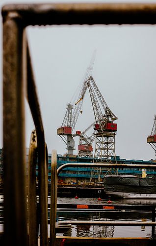 Grues dans la Brume à Ruoholahti