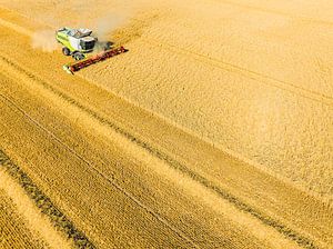 Mähdrescher bei der Weizenernte im Sommer von oben gesehen