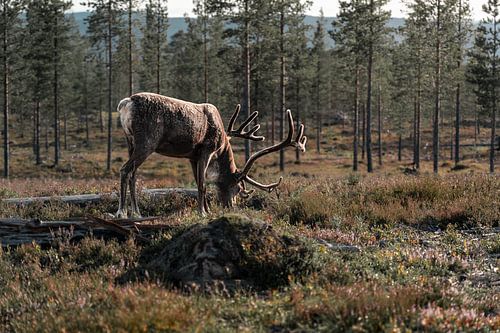 Gelassenheit im Wald | Weidendes Bergrentier in den skandinavischen Wäldern