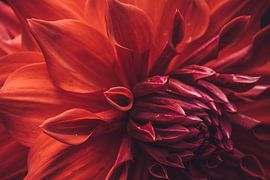 Prachtige rode dahlia by Stedom Fotografie