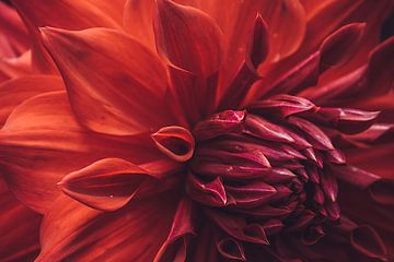 Prachtige rode dahlia van Stedom Fotografie