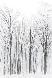 Snowy forest in the fog by AS Photography