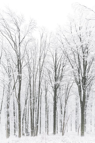 Snowy forest in the fog