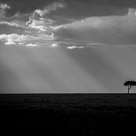 Landschap Masai Mara zonnestralen en boom in zwart wit van Dave Oudshoorn