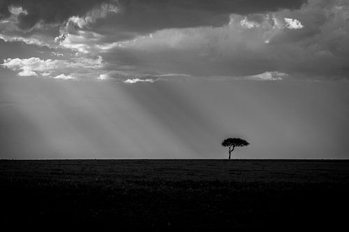 Landschaft Masai Mara Sonnenstrahlen und Baum in Schwarz-Weiß
