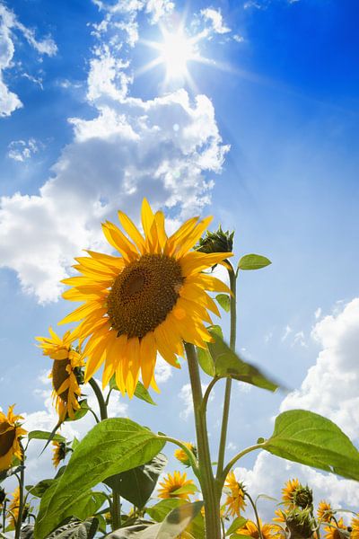 sunflower by Leo van Valkenburg