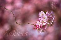 Sakura par Thomas Herzog Aperçu