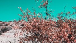 Desert Flowers Photo Canvas – Colourful Nature Photography Wall Decoration 02 by FotoDennis.com | Werk op de Muur