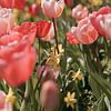 Roze Tulpen in voorjaarszon van Jonai