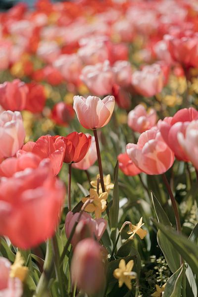 Rosa Tulpen in der Frühlingssonne von Jonai