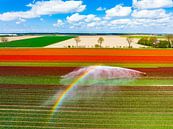Tulpen in een veld besproeid door een landbouwsproeier van Sjoerd van der Wal Fotografie thumbnail