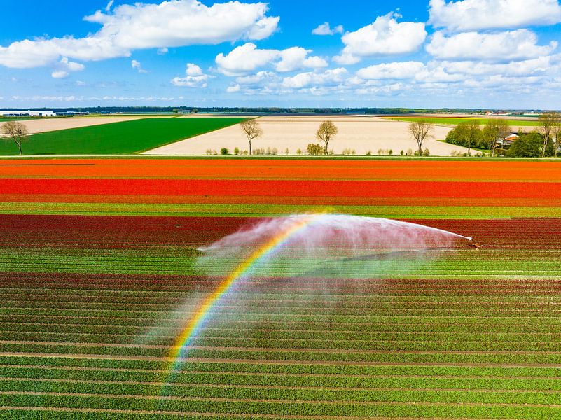 Tulpen in een veld besproeid door een landbouwsproeier van Sjoerd van der Wal Fotografie