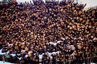 More logs
