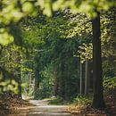 Speulderbos by Nancy van Verseveld thumbnail