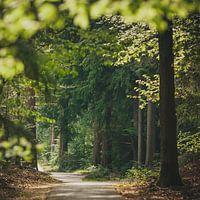 Speulderbos