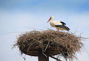 Storch auf einem Nest