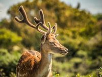 fallow deer