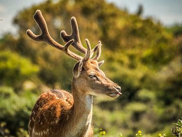 fallow deer by Kayleigh Heppener
