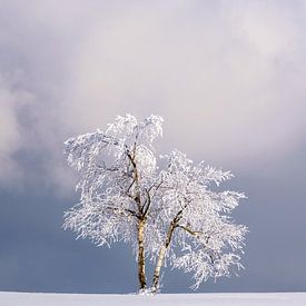 Einsamer Baum in einer Winterlandschaft von Deimel Fotografie