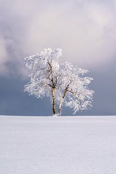 Eenzame boom in een winters landschap van Deimel Fotografie