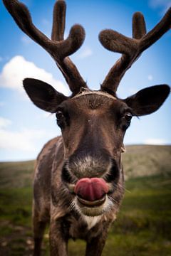 Reindeer close up by Francisca Snel