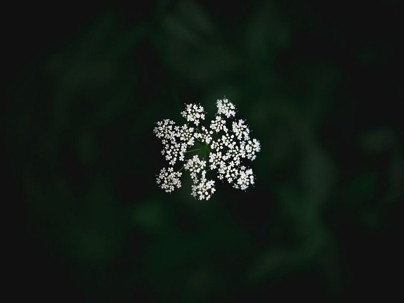 Minimalist flutes by Niels Eric Fotografie