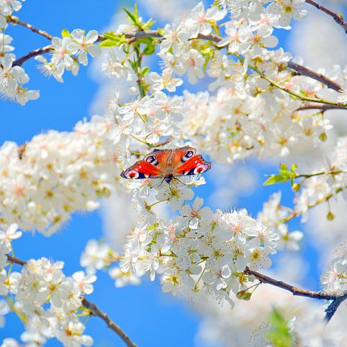 Pfauenauge auf Blütenzweig von Wiltrud Schwantz