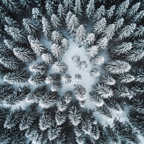 Winter boszicht