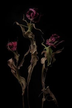 3 dansende tulpen in de nacht. van Karel Ham