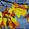Goldener Herbst - Ahornblätter von Christine Nöhmeier