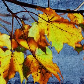 Gouden herfst - esdoornbladeren
