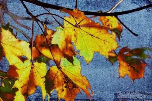 Goldener Herbst - Ahornblätter von Christine Nöhmeier