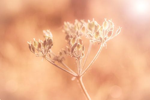 Fluitenkruid in pasteltinten