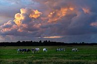 Zomers landschap foto van koeien in de polder met prachtige wolkenlucht. van Eyesmile Photography thumbnail
