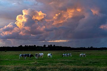 Zomers landschap foto van koeien in de polder met prachtige wolkenlucht. van Eyesmile Photography
