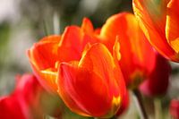Tulpen im Frühling