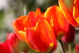Tulips by Erich Werner