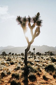 Desert landscape by Walljar