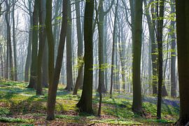 The Blue Forest by Fien Breynaert