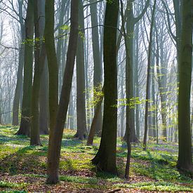 The Blue Forest by Fien Breynaert