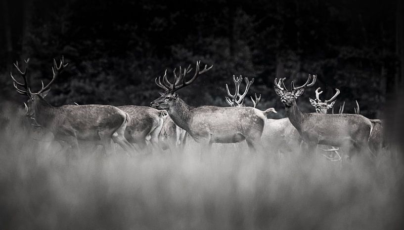 group of grazing red deer by natascha verbij
