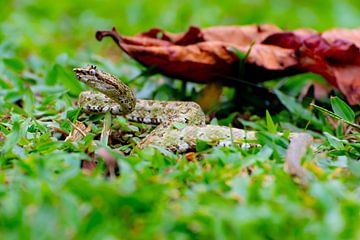 Snake Costa Rica by Merijn Loch