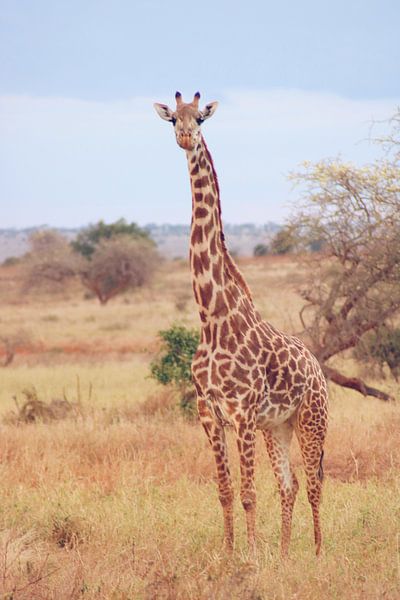 Giraf op de Afrikaanse Savanne von Cinthia Mulders