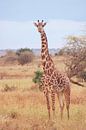 Giraf op de Afrikaanse Savanne van Cinthia Mulders thumbnail
