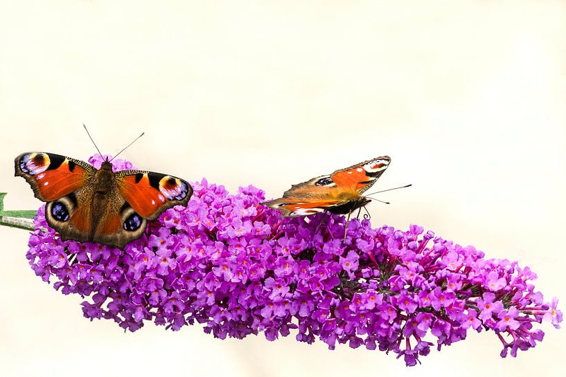 Dagpauwoog vlinders op een vlinderstruik. van Greet ten Have-Bloem