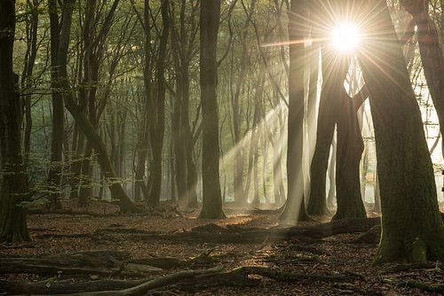 Het Speulderbos in de Mist: De Zon die de Dansende Bomen Verlicht