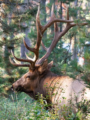 Wapiti (Cervus canadensis)
