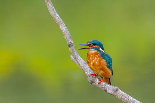 Morgengesang - Eisvogel