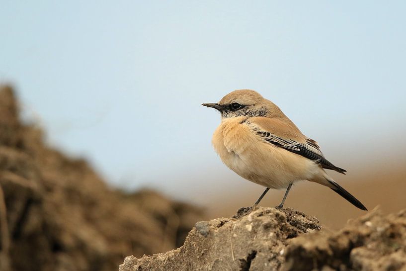 Woestijntapuit (Desert wheatear) par Jan Katsman
